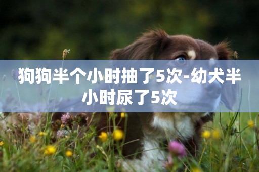 狗狗半個小時抽了5次-幼犬半小時尿了5次