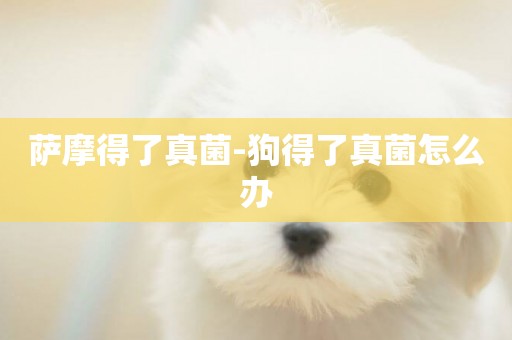 薩摩得了真菌-狗得了真菌怎么辦