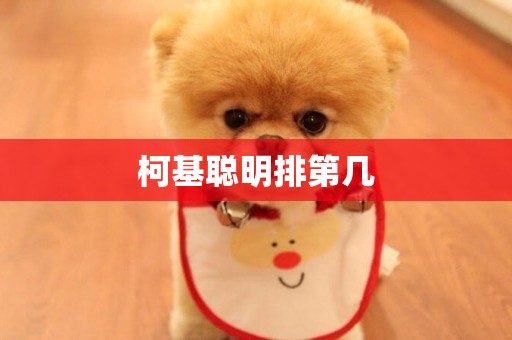柯基聰明排第幾