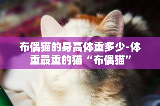 布偶貓的身高體重多少-體重最重的貓“布偶貓”