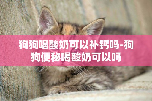 狗狗喝酸奶可以補鈣嗎-狗狗便秘喝酸奶可以嗎