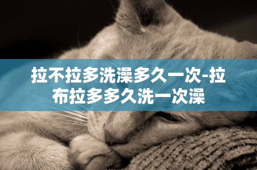 拉不拉多洗澡多久一次-拉布拉多多久洗一次澡