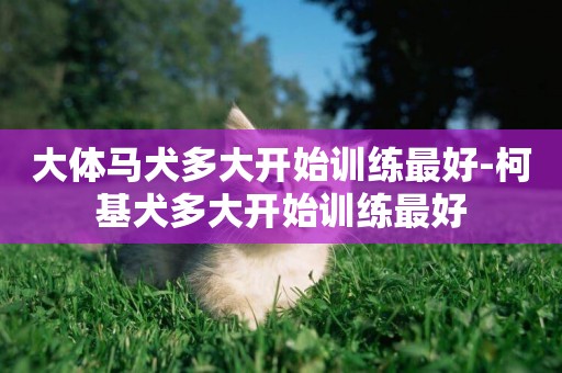 大體馬犬多大開始訓練最好-柯基犬多大開始訓練最好