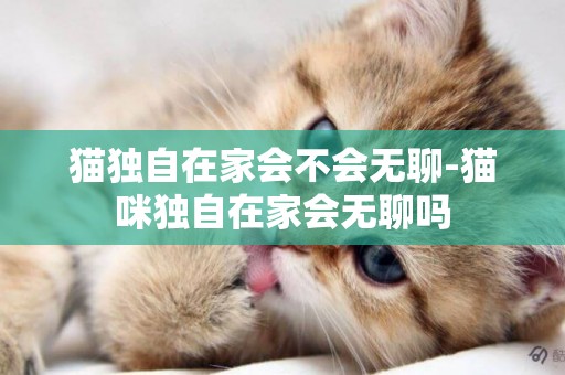 貓獨自在家會不會無聊-貓咪獨自在家會無聊嗎