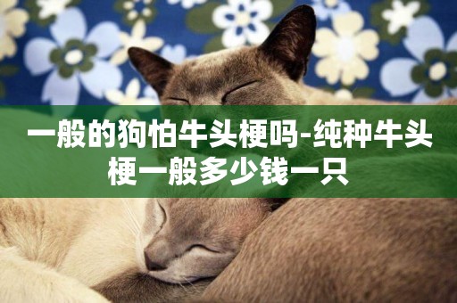 一般的狗怕牛頭梗嗎-純種牛頭梗一般多少錢一只