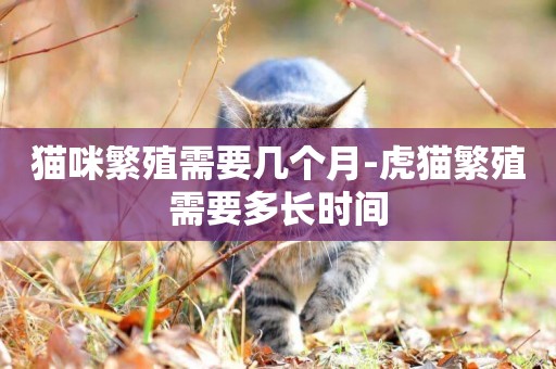 貓咪繁殖需要幾個月-虎貓繁殖需要多長時間