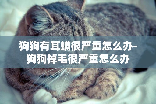 狗狗有耳螨很嚴重怎么辦-狗狗掉毛很嚴重怎么辦