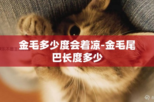 金毛多少度會著涼-金毛尾巴長度多少