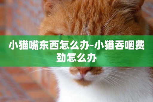 小貓嘴東西怎么辦-小貓吞咽費勁怎么辦
