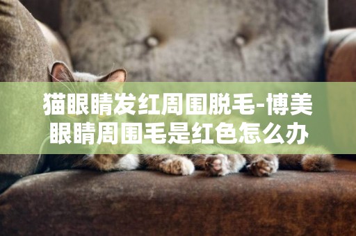 貓眼睛發紅周圍脫毛-博美眼睛周圍毛是紅色怎么辦