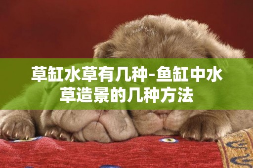 草缸水草有幾種-魚缸中水草造景的幾種方法