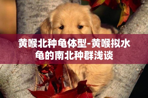 黃喉北種龜體型-黃喉擬水龜的南北種群淺談