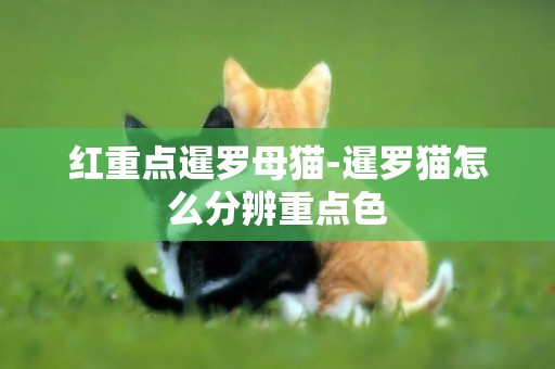 紅重點暹羅母貓-暹羅貓怎么分辨重點色 紅重點暹羅母貓-暹羅貓怎么分辨重點色