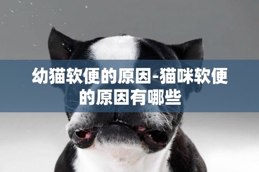 幼貓軟便的原因-貓咪軟便的原因有哪些 幼貓軟便的原因-貓咪軟便的原因有哪些