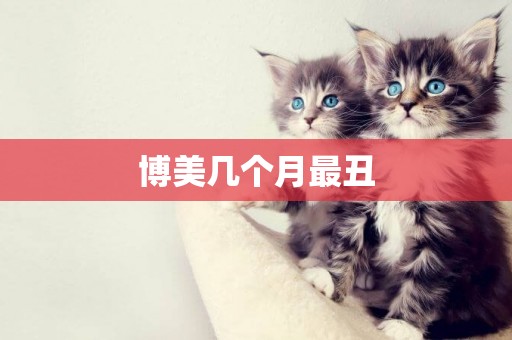 博美幾個月最丑