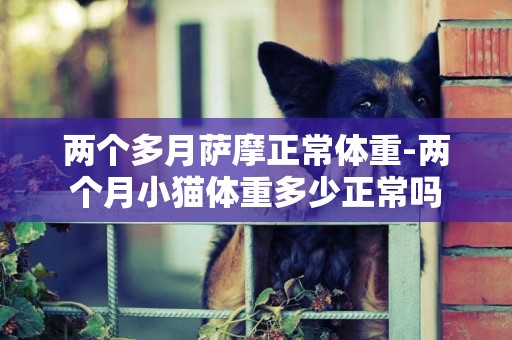 兩個多月薩摩正常體重-兩個月小貓體重多少正常嗎