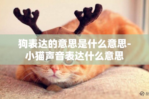 狗表達的意思是什么意思-小貓聲音表達什么意思