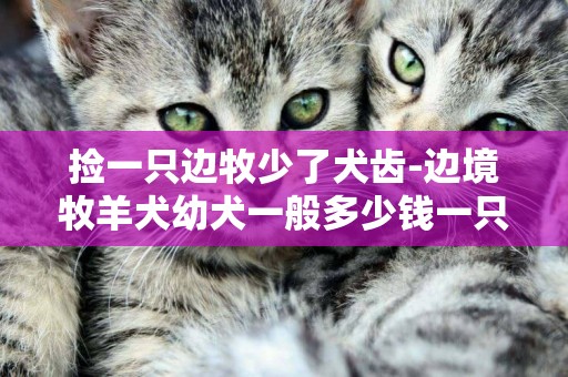 撿一只邊牧少了犬齒-邊境牧羊犬幼犬一般多少錢一只