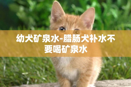 幼犬礦泉水-臘腸犬補水不要喝礦泉水