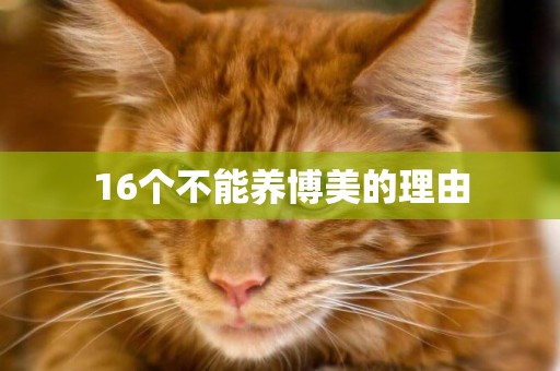 16個不能養博美的理由