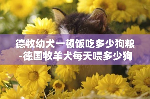 德牧幼犬一頓飯吃多少狗糧-德國牧羊犬每天喂多少狗糧合適