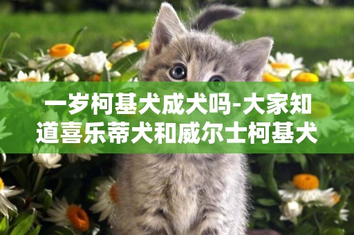一歲柯基犬成犬嗎-大家知道喜樂蒂犬和威爾士柯基犬嗎