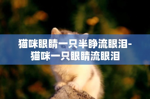 貓咪眼睛一只半睜流眼淚-貓咪一只眼睛流眼淚