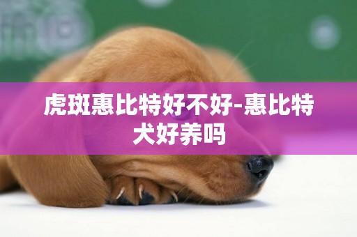 虎斑惠比特好不好-惠比特犬好養嗎