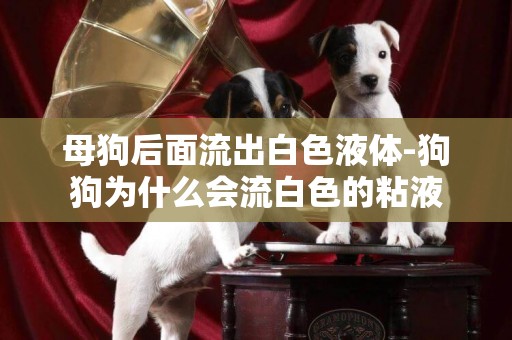 母狗后面流出白色液體-狗狗為什么會流白色的粘液