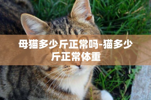 母貓多少斤正常嗎-貓多少斤正常體重