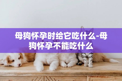 母狗懷孕時給它吃什么-母狗懷孕不能吃什么