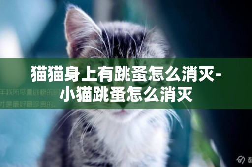 貓貓身上有跳蚤怎么消滅-小貓跳蚤怎么消滅
