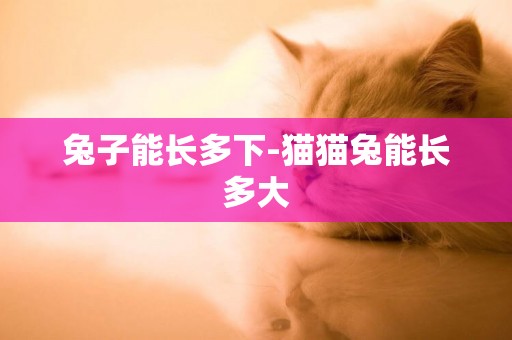兔子能長多下-貓貓兔能長多大