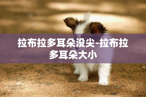 拉布拉多耳朵沒尖-拉布拉多耳朵大小
