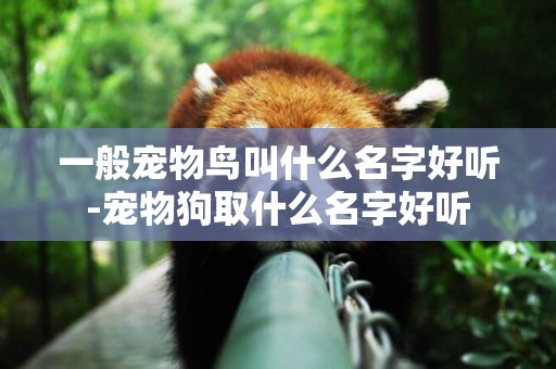 一般寵物鳥叫什么名字好聽-寵物狗取什么名字好聽