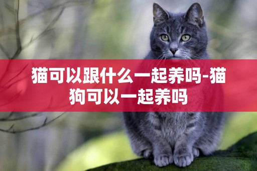 貓可以跟什么一起養嗎-貓狗可以一起養嗎
