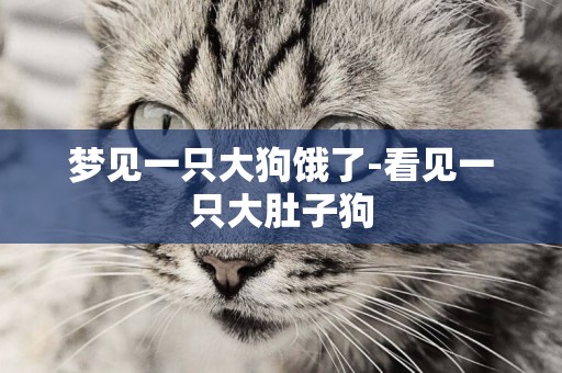 夢見一只大狗餓了-看見一只大肚子狗