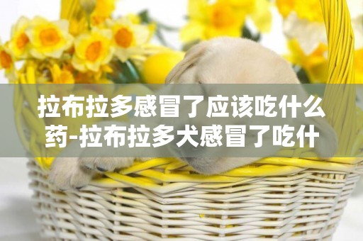 拉布拉多感冒了應該吃什么藥-拉布拉多犬感冒了吃什么藥