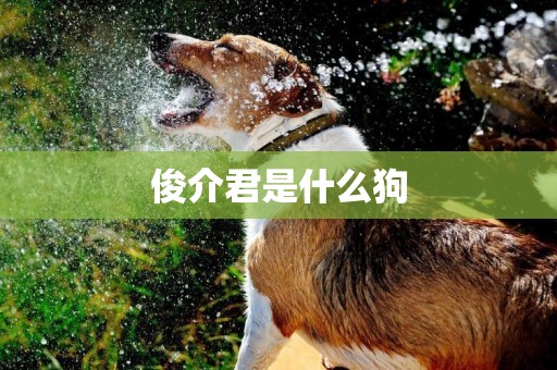 俊介君是什么狗
