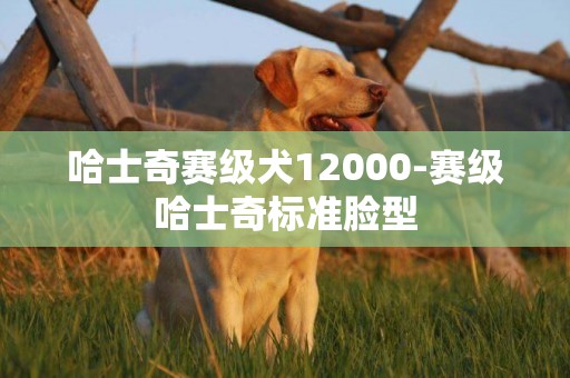 哈士奇賽級犬12000-賽級哈士奇標準臉型