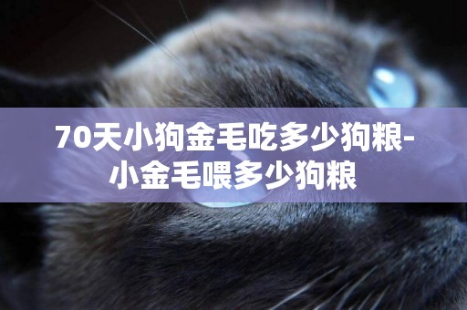 70天小狗金毛吃多少狗糧-小金毛喂多少狗糧