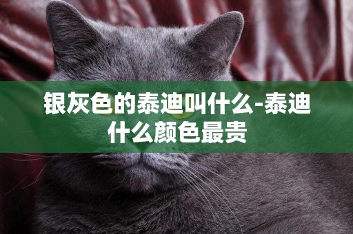 銀灰色的泰迪叫什么-泰迪什么顏色最貴