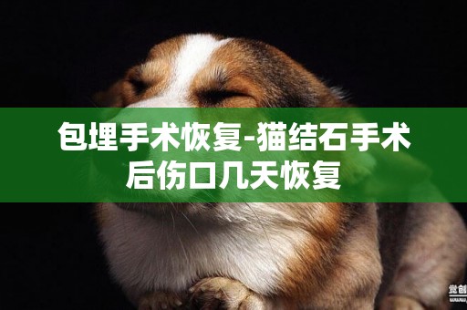 包埋手術恢復-貓結石手術后傷口幾天恢復