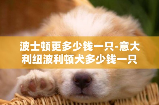 波士頓更多少錢一只-意大利紐波利頓犬多少錢一只