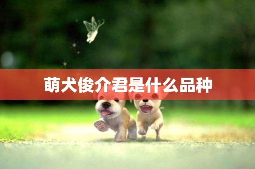 萌犬俊介君是什么品種