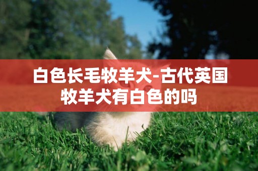 白色長毛牧羊犬-古代英國牧羊犬有白色的嗎