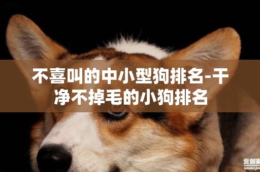 不喜叫的中小型狗排名-干凈不掉毛的小狗排名