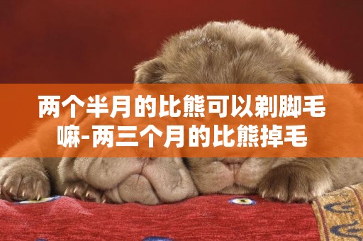兩個半月的比熊可以剃腳毛嘛-兩三個月的比熊掉毛