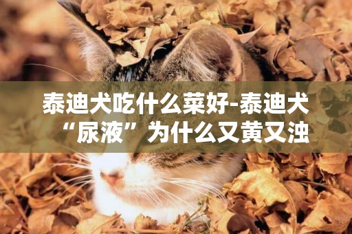 泰迪犬吃什么菜好-泰迪犬“尿液”為什么又黃又濁