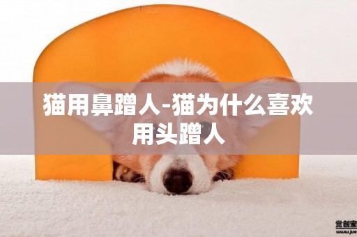 貓用鼻蹭人-貓為什么喜歡用頭蹭人